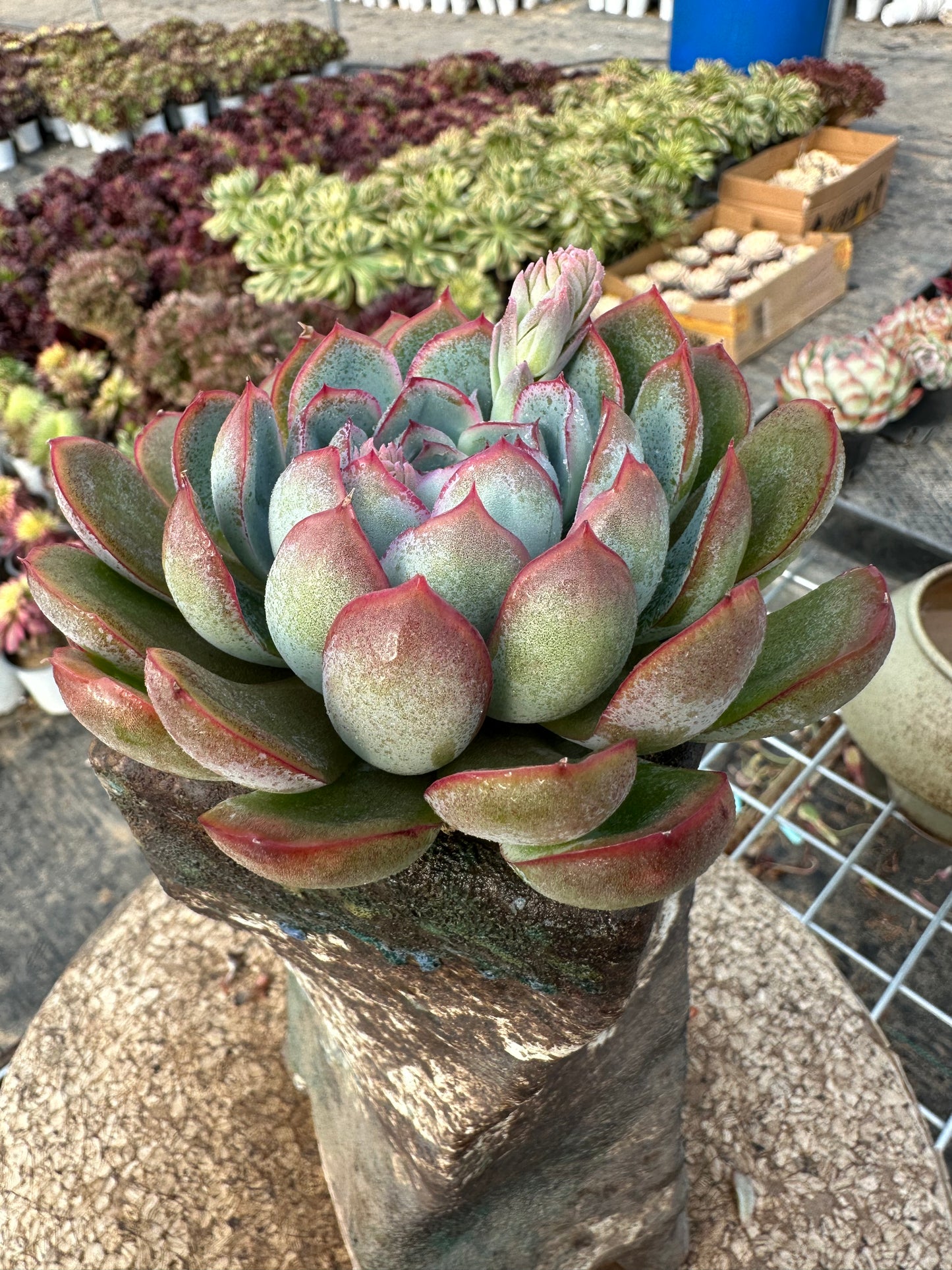 Echeveria Apus 10cm/Echeveria/Variegated Natural Live Plants Succulents