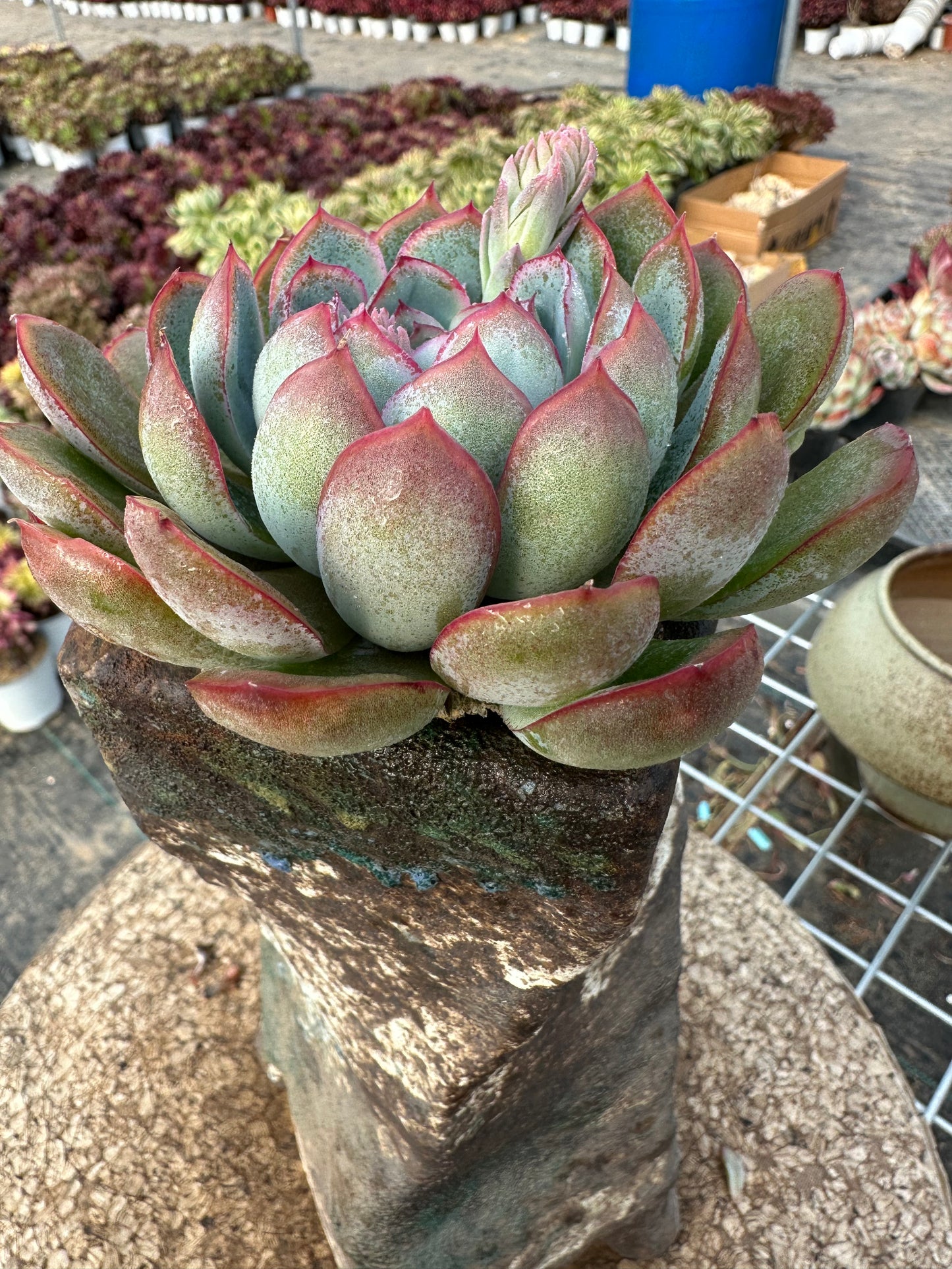 Echeveria Apus 10cm/Echeveria/Variegated Natural Live Plants Succulents