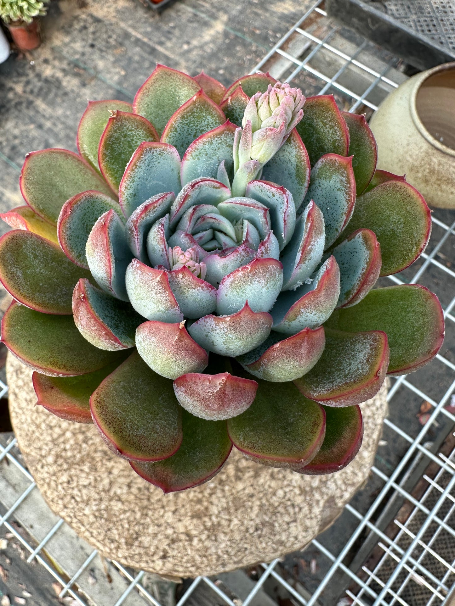 Echeveria Apus 10cm/Echeveria/Variegated Natural Live Plants Succulents