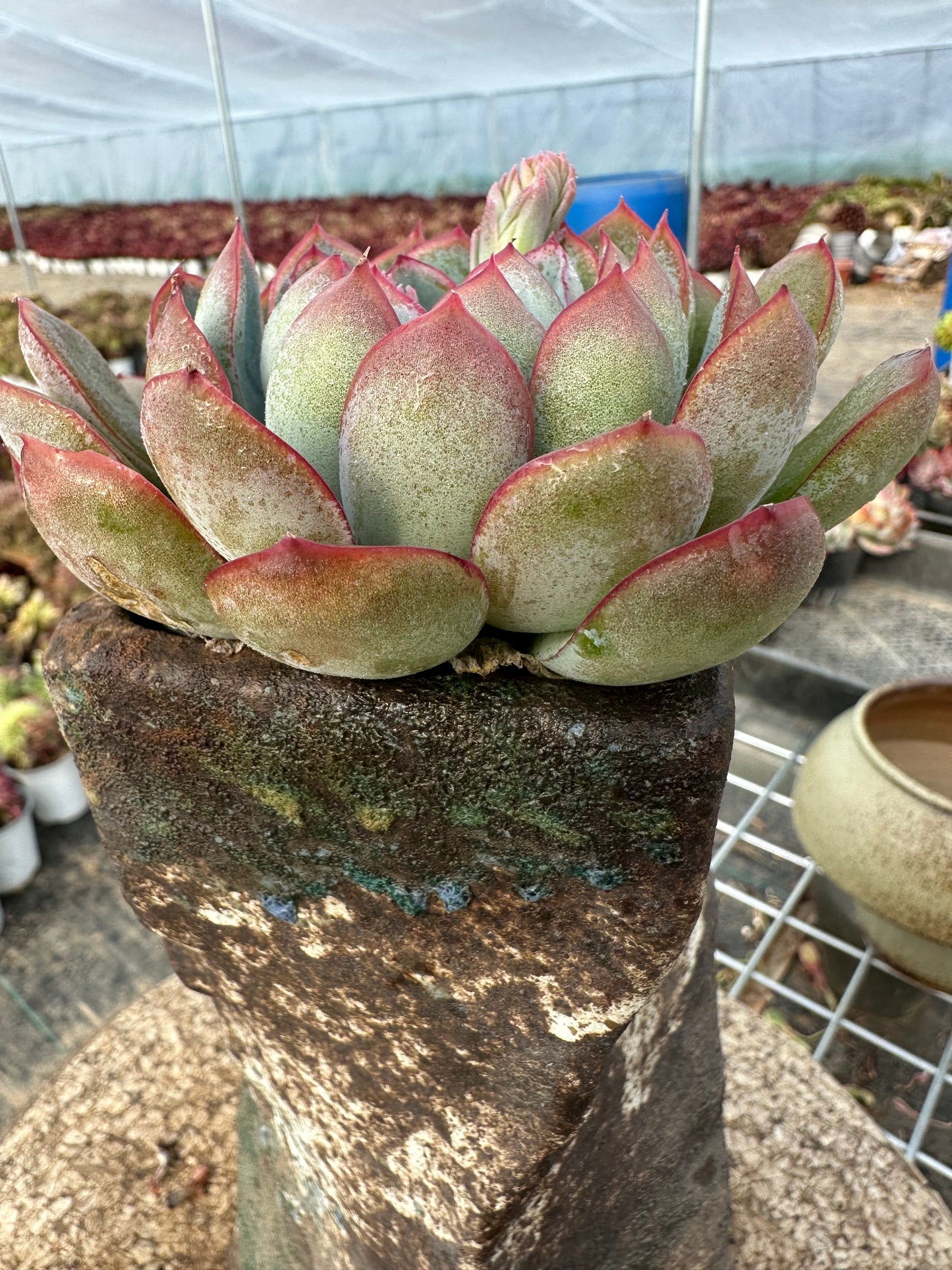 Echeveria Apus 10cm/Echeveria/Variegated Natural Live Plants Succulents