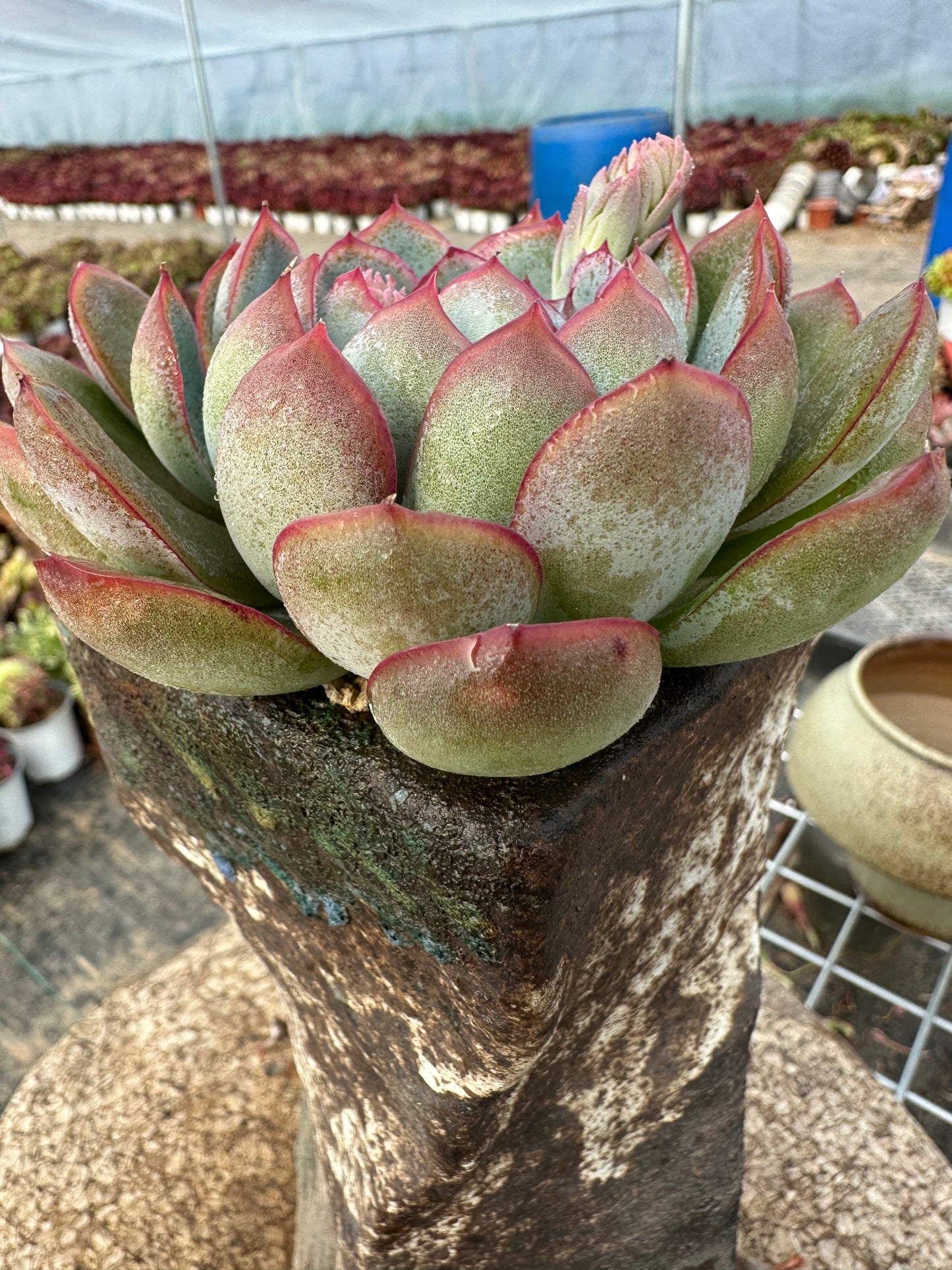 Echeveria Apus 10cm/Echeveria/Variegated Natural Live Plants Succulents