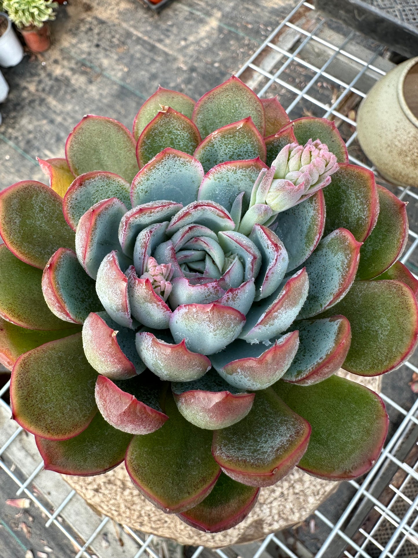 Echeveria Apus 10cm/Echeveria/Variegated Natural Live Plants Succulents