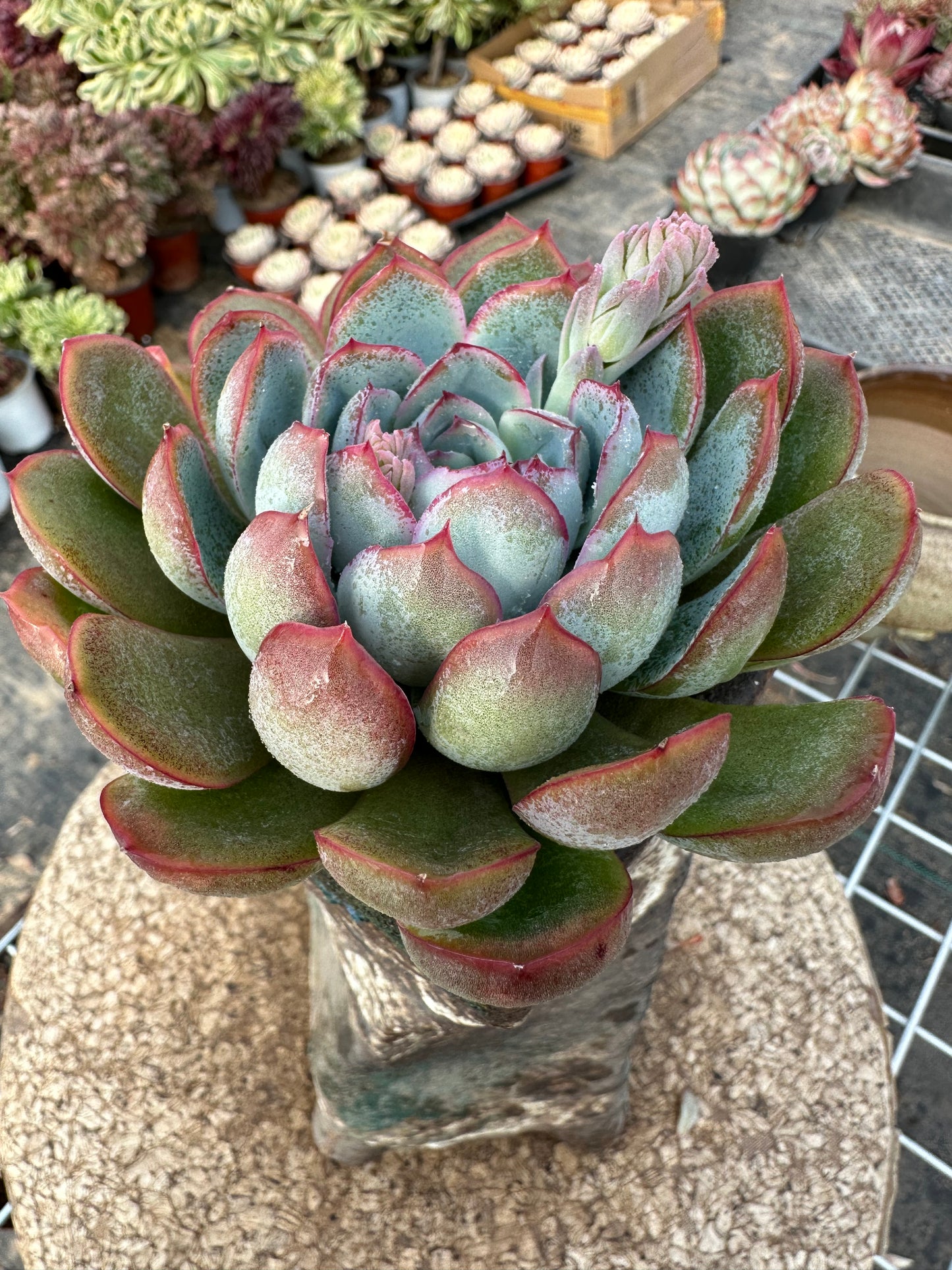 Echeveria Apus 10cm/Echeveria/Variegated Natural Live Plants Succulents