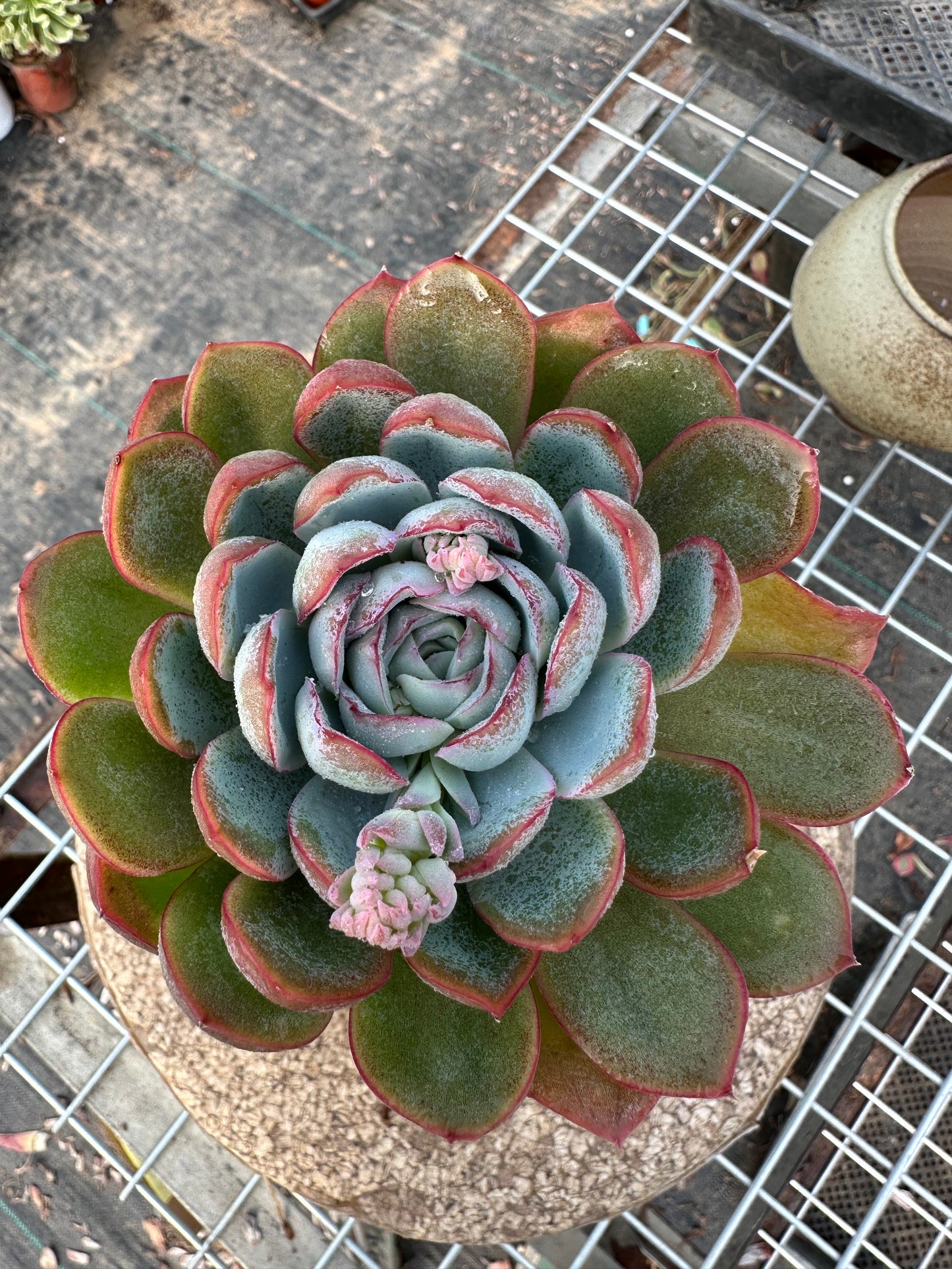 Echeveria Apus 10cm/Echeveria/Variegated Natural Live Plants Succulents