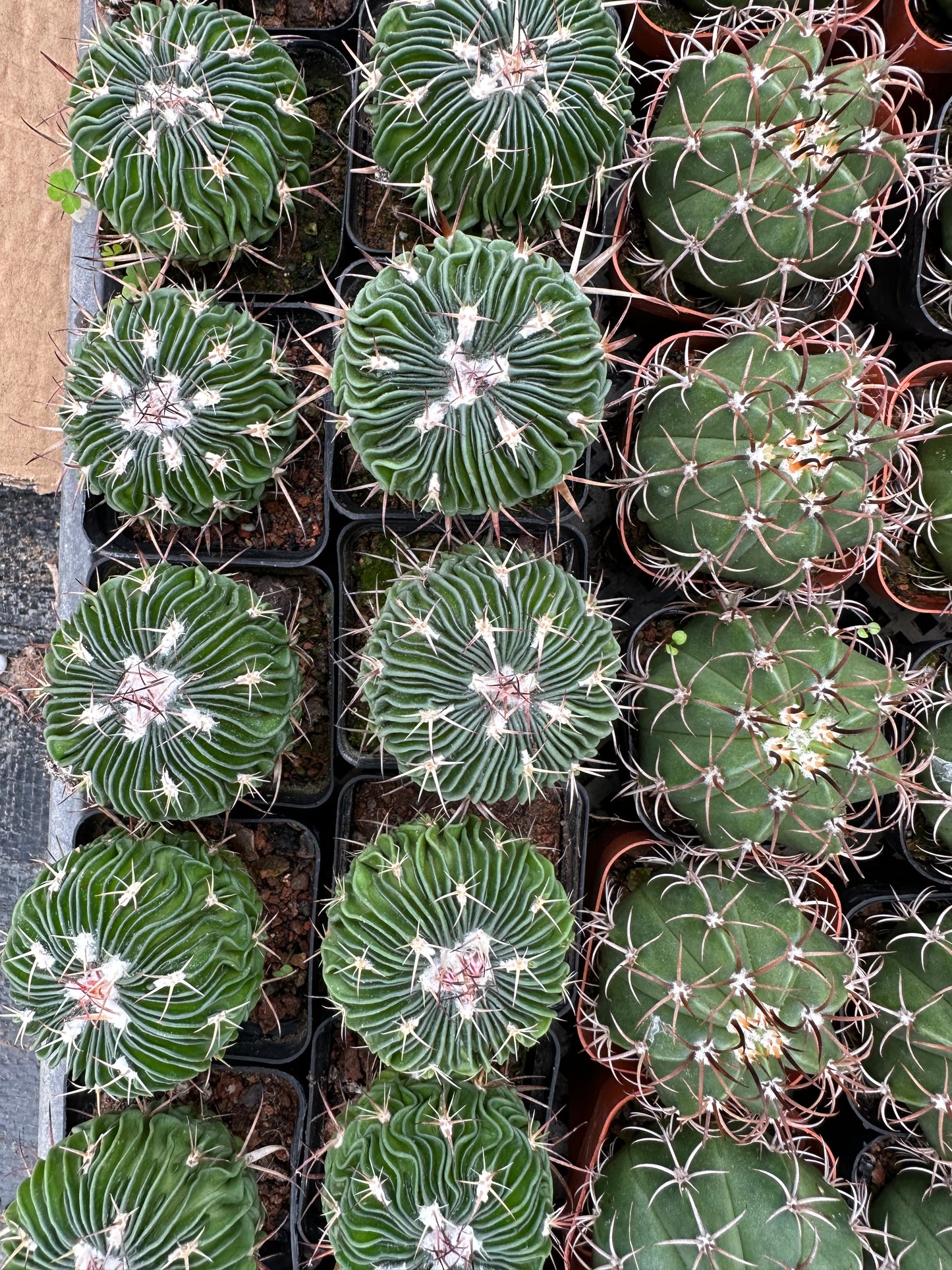 Stenocactus multicostatus 5cm/ Cactus Echinopsis tubiflora / Variegated Natural Live Plants Succulents