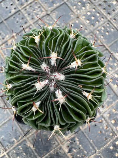 Stenocactus multicostatus 5cm/ Cactus Echinopsis tubiflora / Variegated Natural Live Plants Succulents