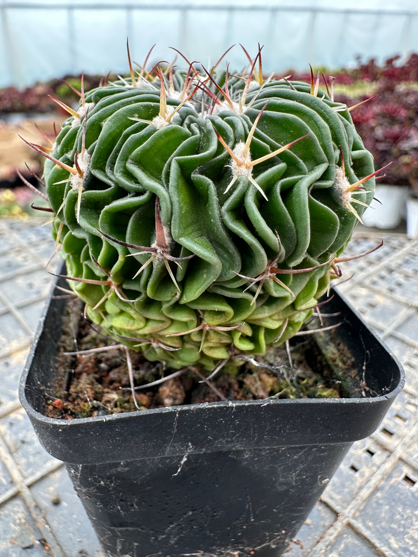 Stenocactus multicostatus 5cm/ Cactus Echinopsis tubiflora / Variegated Natural Live Plants Succulents