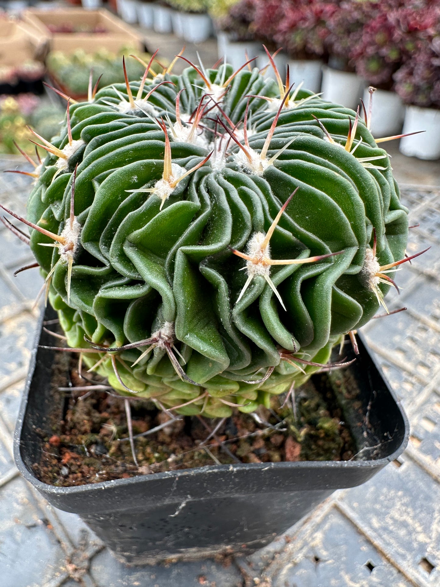 Stenocactus multicostatus 5cm/ Cactus Echinopsis tubiflora / Variegated Natural Live Plants Succulents