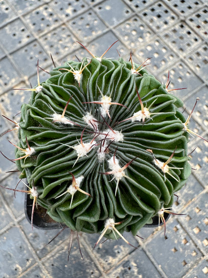 Stenocactus multicostatus 5cm/ Cactus Echinopsis tubiflora / Variegated Natural Live Plants Succulents