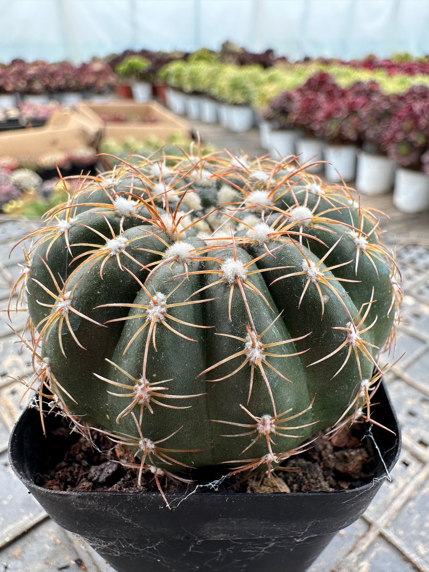 Parodia crassigibba (F. Ritter) N. P. Taylor 5cm/ Cactus Echinopsis tubiflora / Variegated Natural Live Plants Succulents