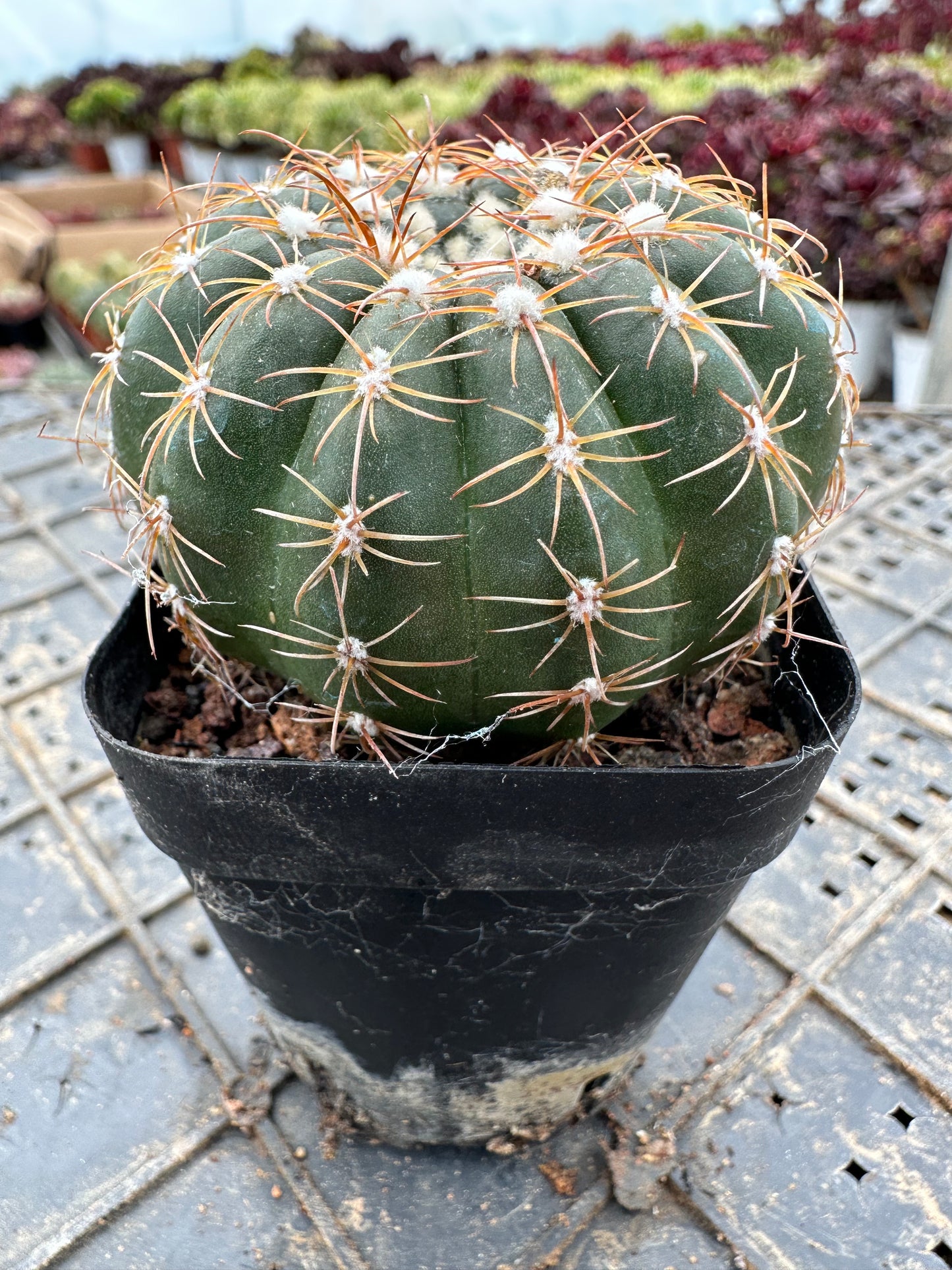 Parodia crassigibba (F. Ritter) N. P. Taylor 5cm/ Cactus Echinopsis tubiflora / Variegated Natural Live Plants Succulents