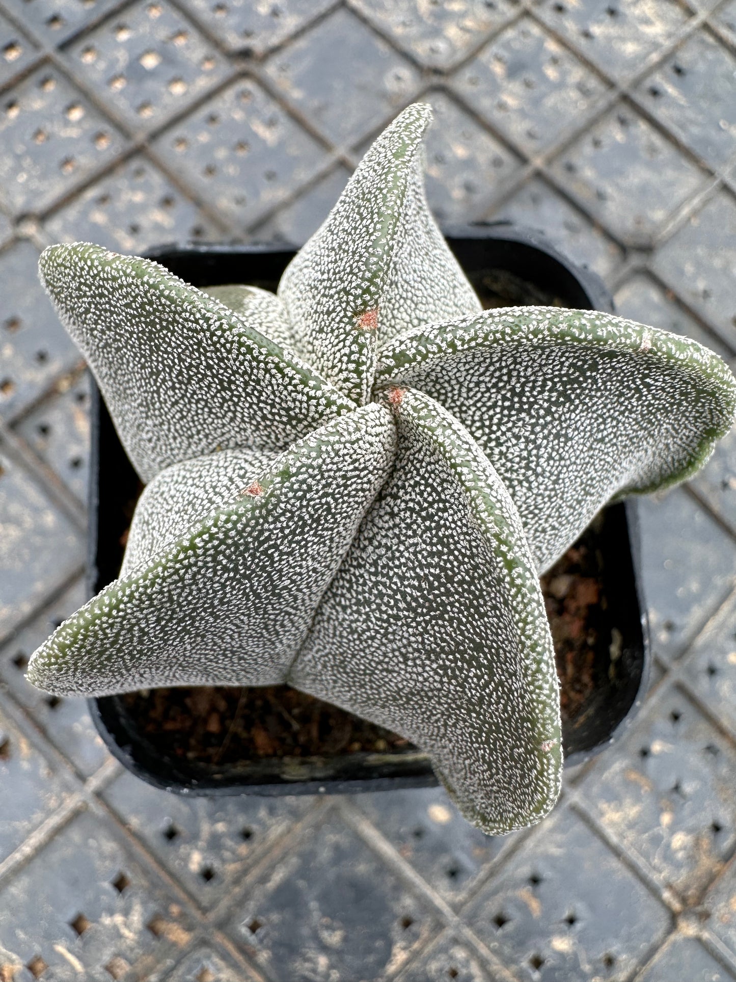 Astrophytum myriostigma 5cm/ Cactus Echinopsis tubiflora / Variegated Natural Live Plants Succulents