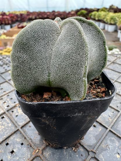 Astrophytum myriostigma 5cm/ Cactus Echinopsis tubiflora / Variegated Natural Live Plants Succulents