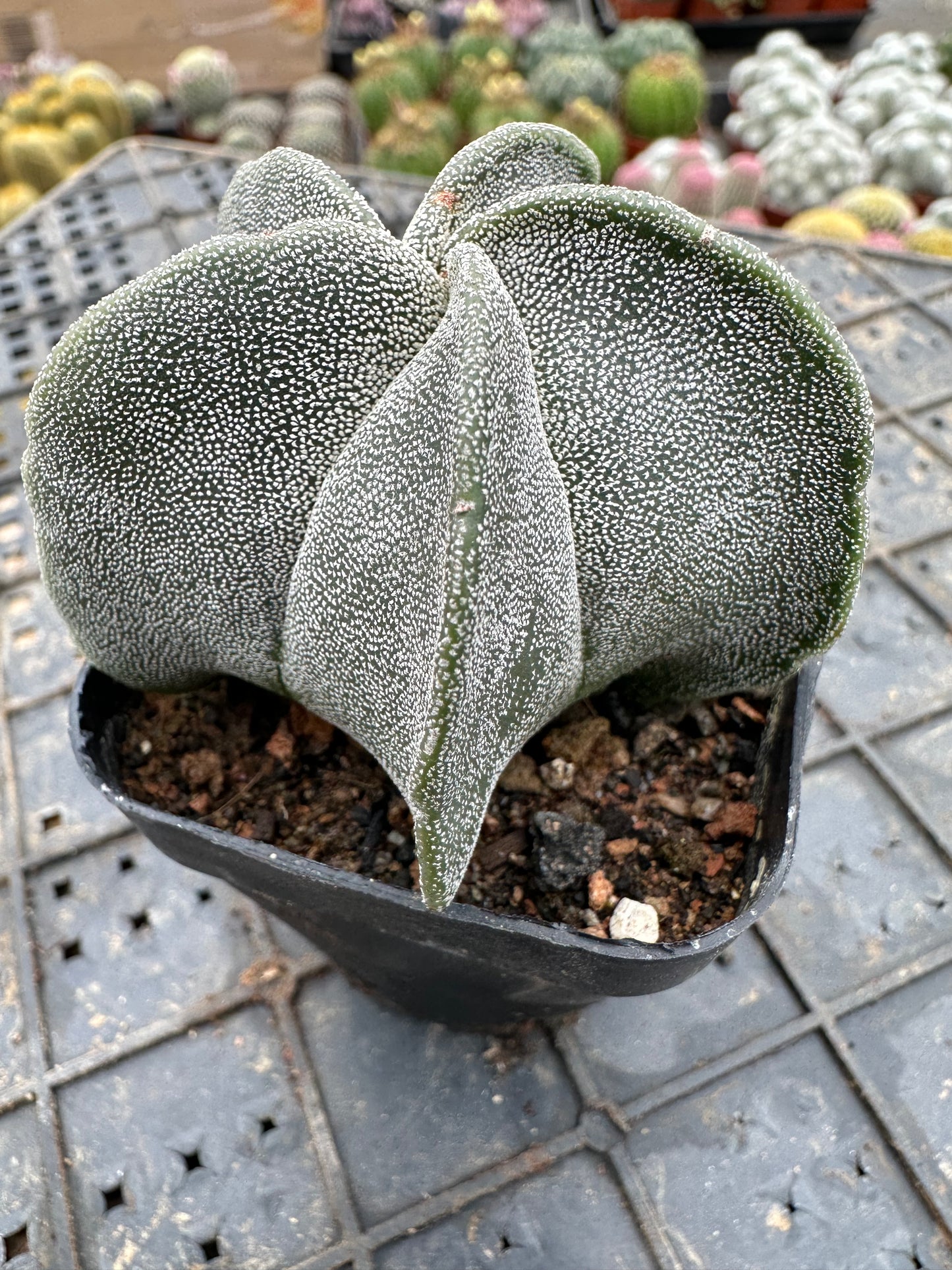 Astrophytum myriostigma 5cm/ Cactus Echinopsis tubiflora / Variegated Natural Live Plants Succulents