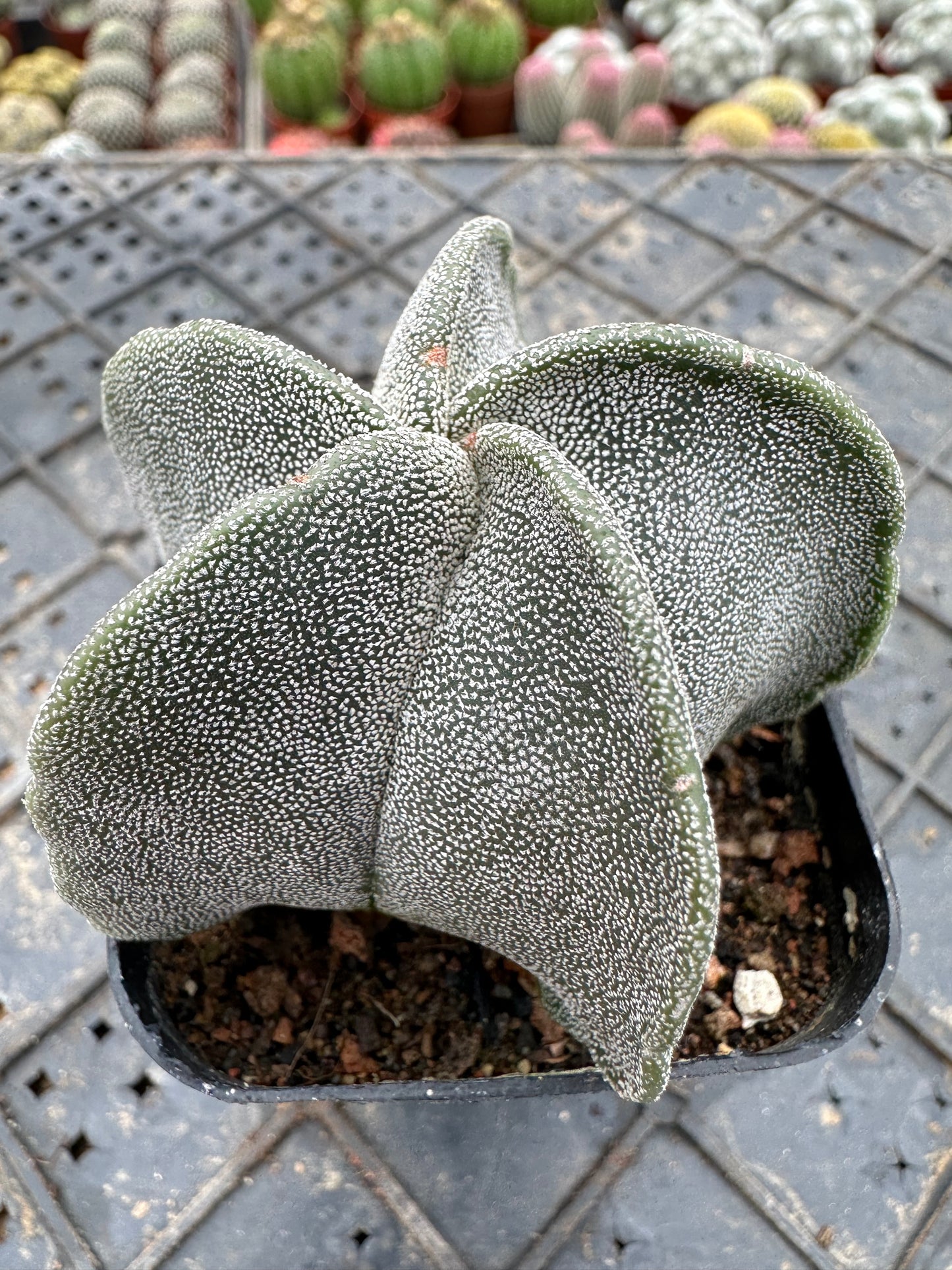 Astrophytum myriostigma 5cm/ Cactus Echinopsis tubiflora / Variegated Natural Live Plants Succulents