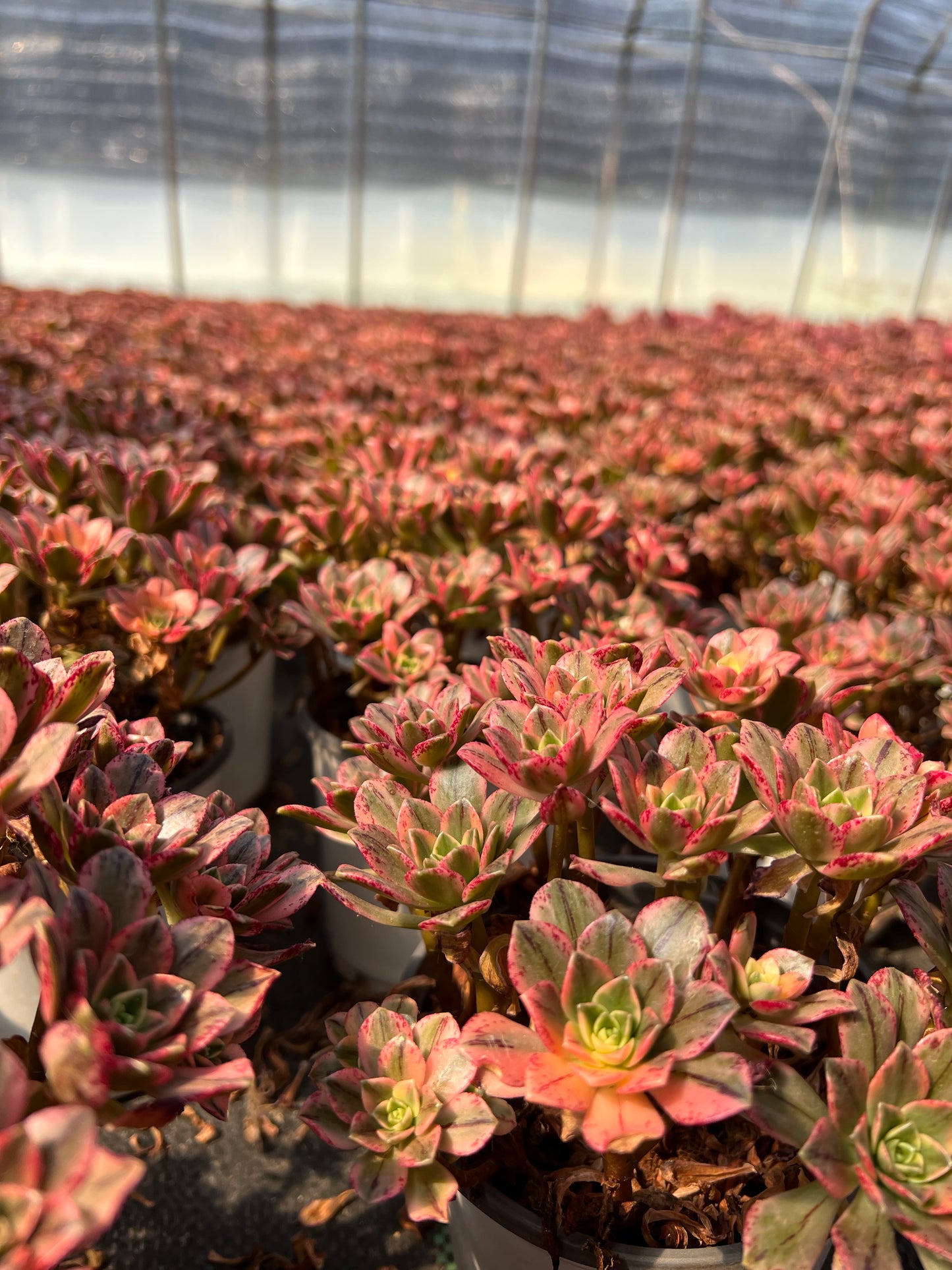 Süßer Tee-Cluster, 18–20 cm, alter Haufen, 20–40 Köpfe, Aeonium-Cluster, bunte, natürliche, lebende Pflanzen, Sukkulenten