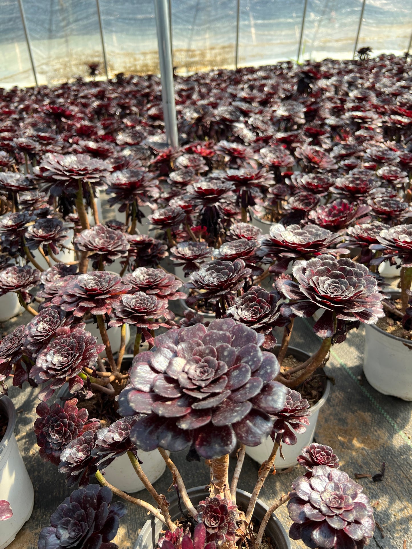 Mo Yan-Cluster, 20–30 cm, alter Haufen, 5–10 Köpfe, Aeonium-Cluster, bunte, natürliche, lebende Pflanzen, Sukkulenten