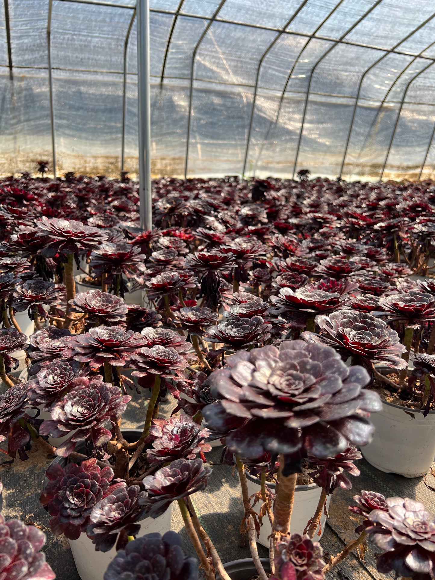 Mo Yan-Cluster, 20–30 cm, alter Haufen, 5–10 Köpfe, Aeonium-Cluster, bunte, natürliche, lebende Pflanzen, Sukkulenten