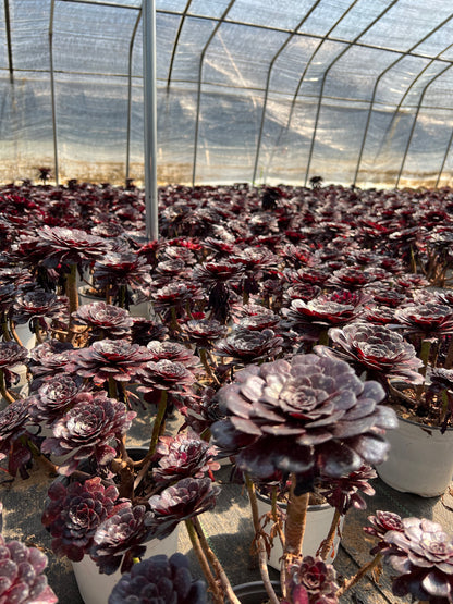 Mo Yan-Cluster, 20–30 cm, alter Haufen, 5–10 Köpfe, Aeonium-Cluster, bunte, natürliche, lebende Pflanzen, Sukkulenten