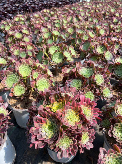 Morgenwolken-Cluster, 20–30 cm, alter Haufen, 5–10 Köpfe, Aeonium-Cluster, bunte natürliche lebende Pflanzen, Sukkulenten