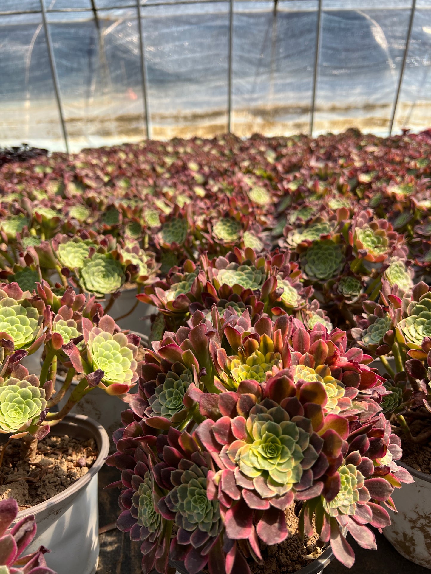 Morning cloud cluster20-30cm Old pile/ 5-10 heads/ Aeonium cluster / Variegated Natural Live Plants Succulents