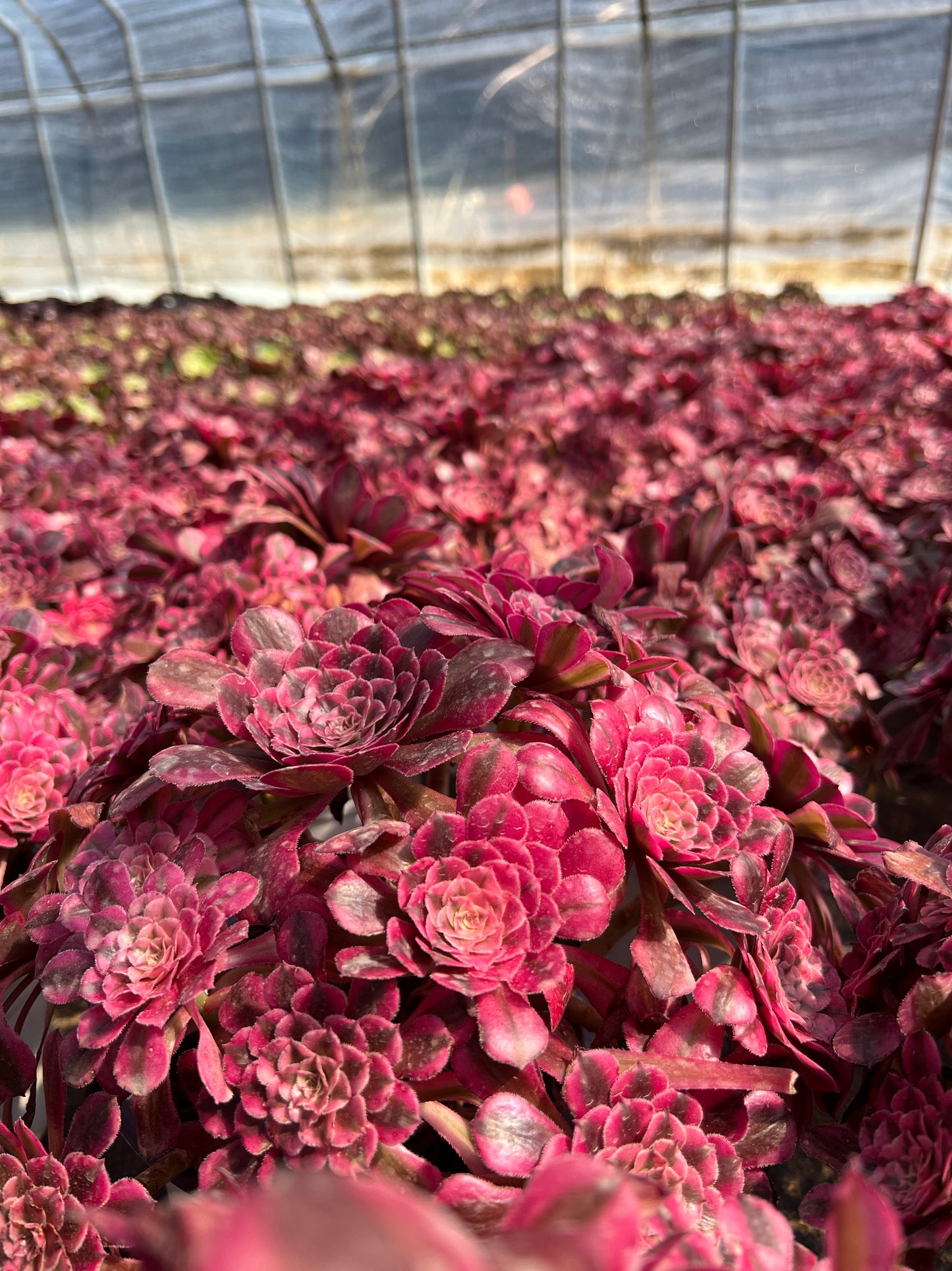 Granat-Cluster, 20–30 cm, alter Haufen, 10–15 Köpfe, Aeonium-Cluster, verschiedene natürliche lebende Pflanzen, Sukkulenten