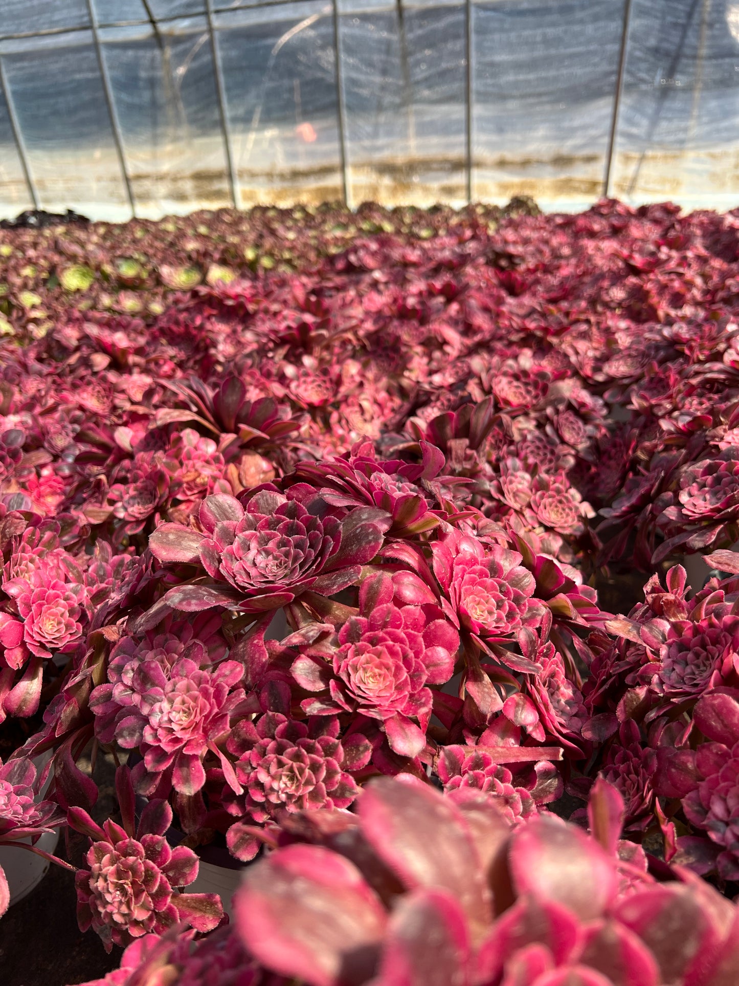 Granat-Cluster, 20–30 cm, alter Haufen, 10–15 Köpfe, Aeonium-Cluster, verschiedene natürliche lebende Pflanzen, Sukkulenten