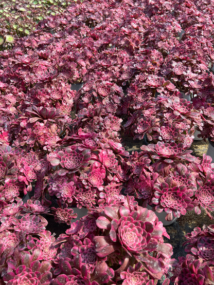 Granat-Cluster, 20–30 cm, alter Haufen, 10–15 Köpfe, Aeonium-Cluster, verschiedene natürliche lebende Pflanzen, Sukkulenten