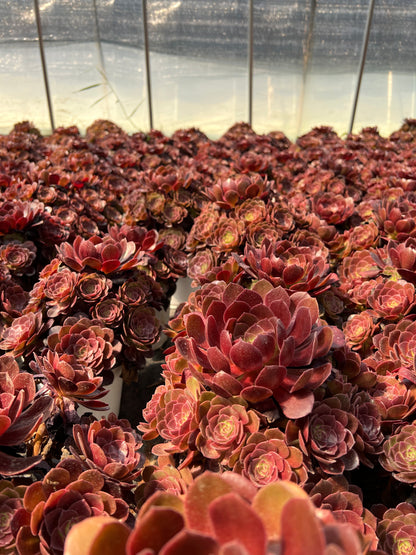 Red flame lily cluster20-30cm Old pile/ 5-10 heads/ Aeonium cluster / Variegated Natural Live Plants Succulents