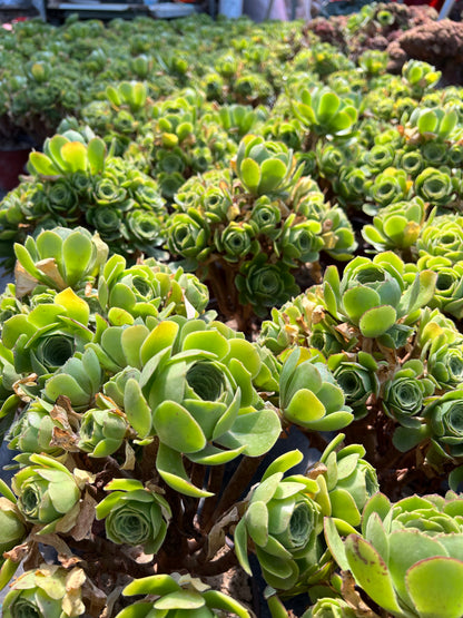 Grüner Kaschmir-Cluster, 20–30 cm, alter Haufen, 14–20 Köpfe, Aeonium-Cluster, bunte natürliche lebende Pflanzen, Sukkulenten