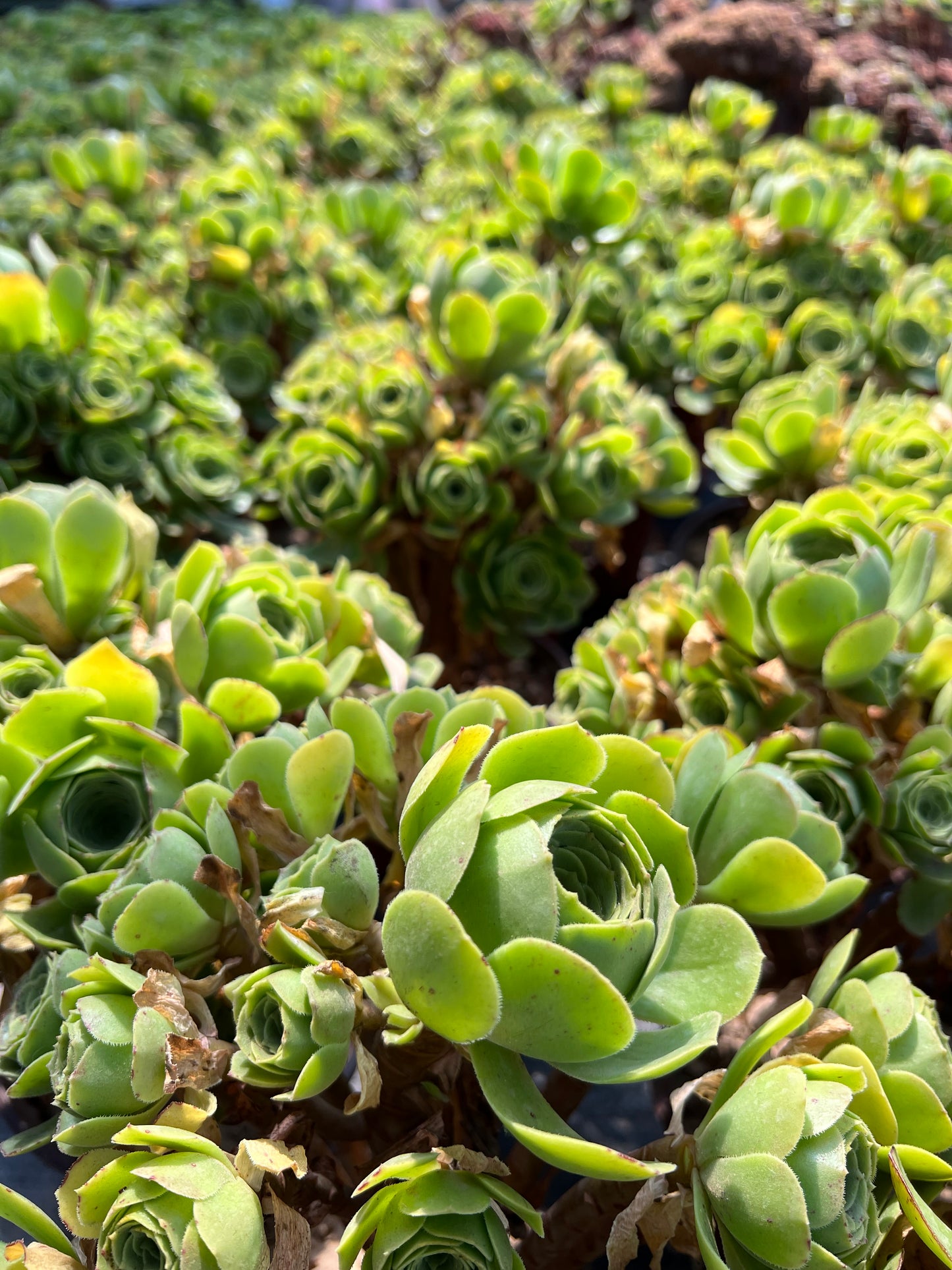 Grüner Kaschmir-Cluster, 20–30 cm, alter Haufen, 14–20 Köpfe, Aeonium-Cluster, bunte natürliche lebende Pflanzen, Sukkulenten