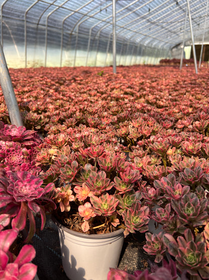 Süßer Tee-Cluster, 18–20 cm, alter Haufen, 20–40 Köpfe, Aeonium-Cluster, bunte, natürliche, lebende Pflanzen, Sukkulenten