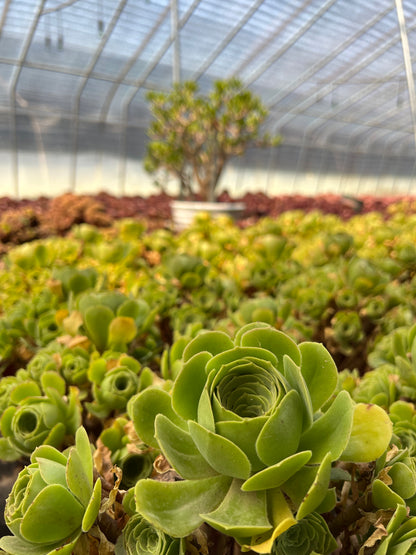 Grüner Kaschmir-Cluster, 20–30 cm, alter Haufen, 14–20 Köpfe, Aeonium-Cluster, bunte natürliche lebende Pflanzen, Sukkulenten