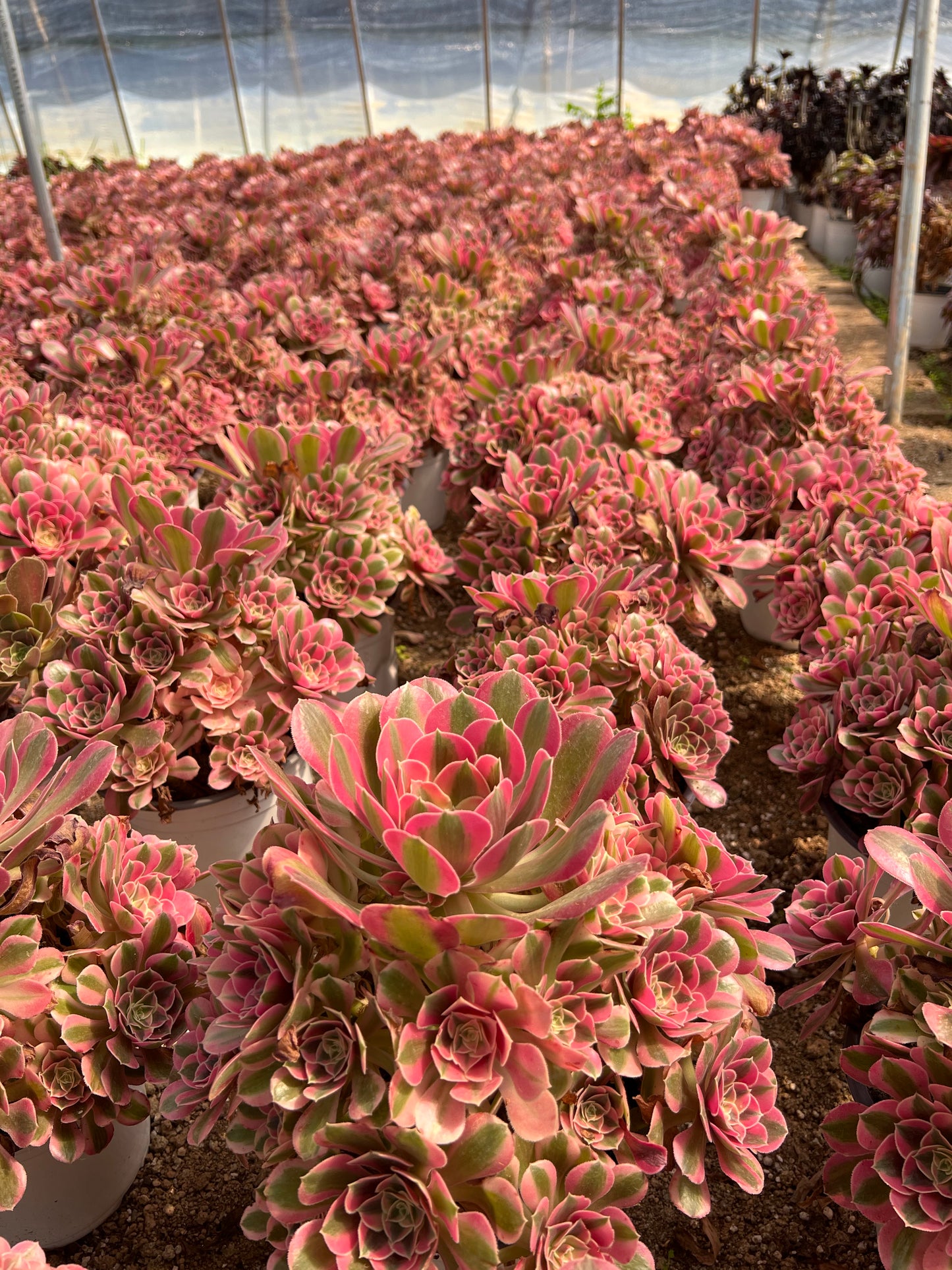 Rosa Hexen-Cluster, 20–30 cm, alter Haufen, 10–20 Köpfe, Aeonium-Cluster, bunte natürliche lebende Pflanzen, Sukkulenten