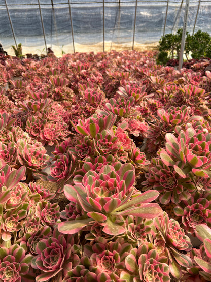 Rosa Hexen-Cluster, 20–30 cm, alter Haufen, 10–20 Köpfe, Aeonium-Cluster, bunte natürliche lebende Pflanzen, Sukkulenten