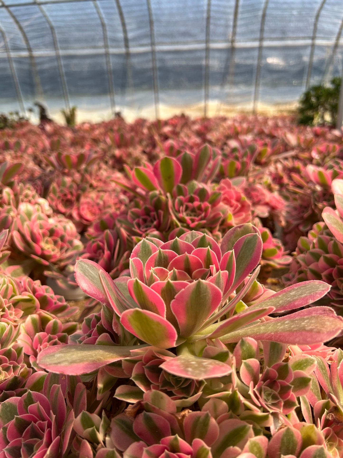 Pink Witch cluster20-30cm Old pile/ 10-20 heads/ Aeonium cluster / Variegated Natural Live Plants Succulents