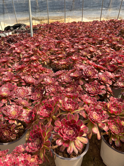 Pinky-Cluster, 20–30 cm, alter Haufen, 5–10 Köpfe, Aeonium-Cluster, bunte, natürliche, lebende Pflanzen, Sukkulenten