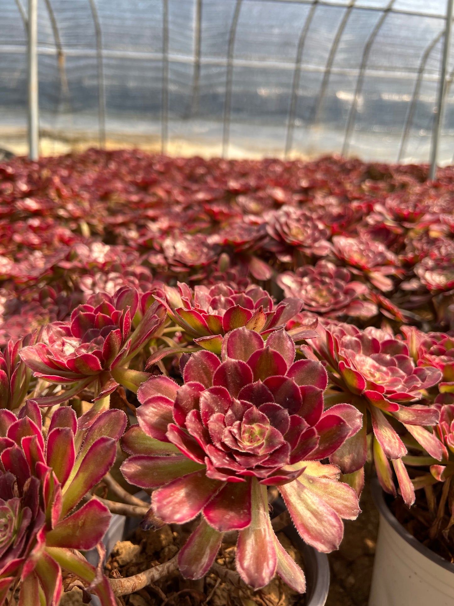 Pinky-Cluster, 20–30 cm, alter Haufen, 5–10 Köpfe, Aeonium-Cluster, bunte, natürliche, lebende Pflanzen, Sukkulenten