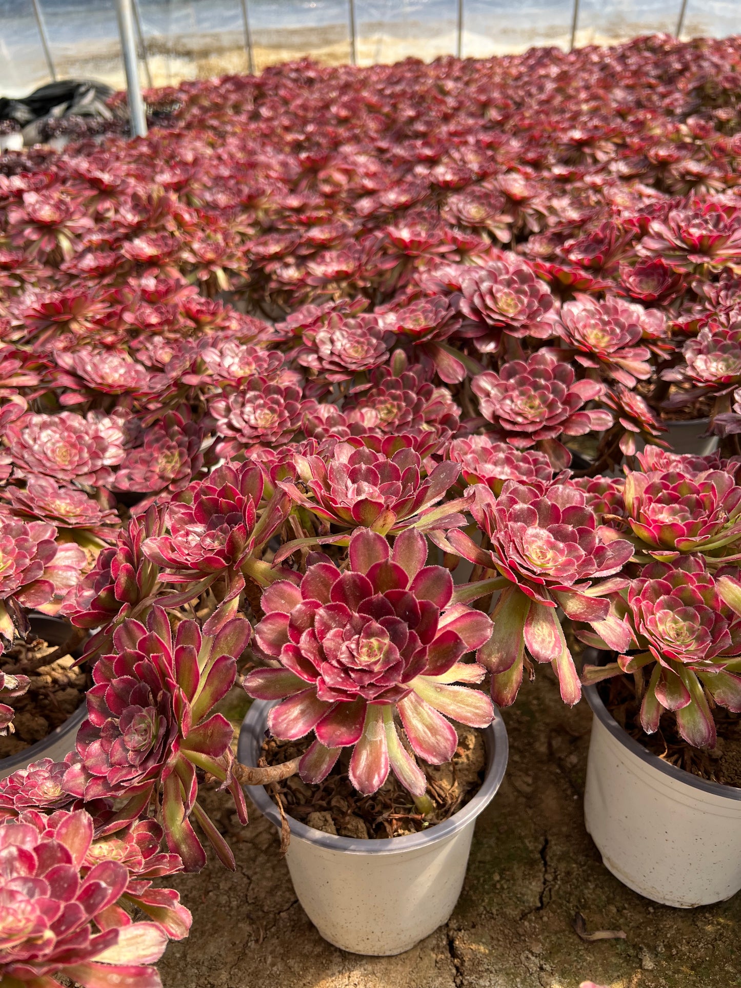 Pinky-Cluster, 20–30 cm, alter Haufen, 5–10 Köpfe, Aeonium-Cluster, bunte, natürliche, lebende Pflanzen, Sukkulenten