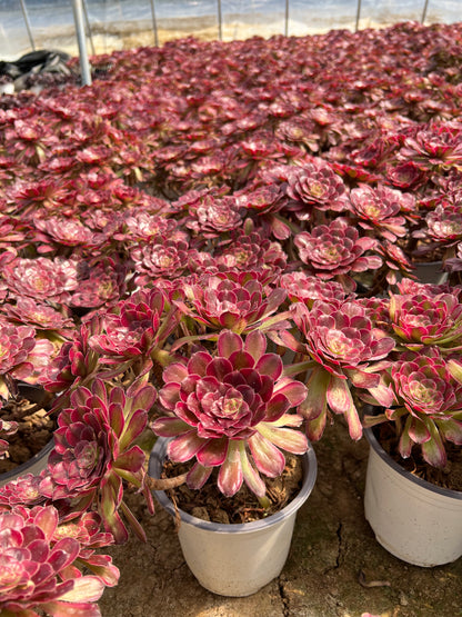 Pinky cluster20-30cm Old pile/ 5-10 heads/ Aeonium cluster / Variegated Natural Live Plants Succulents