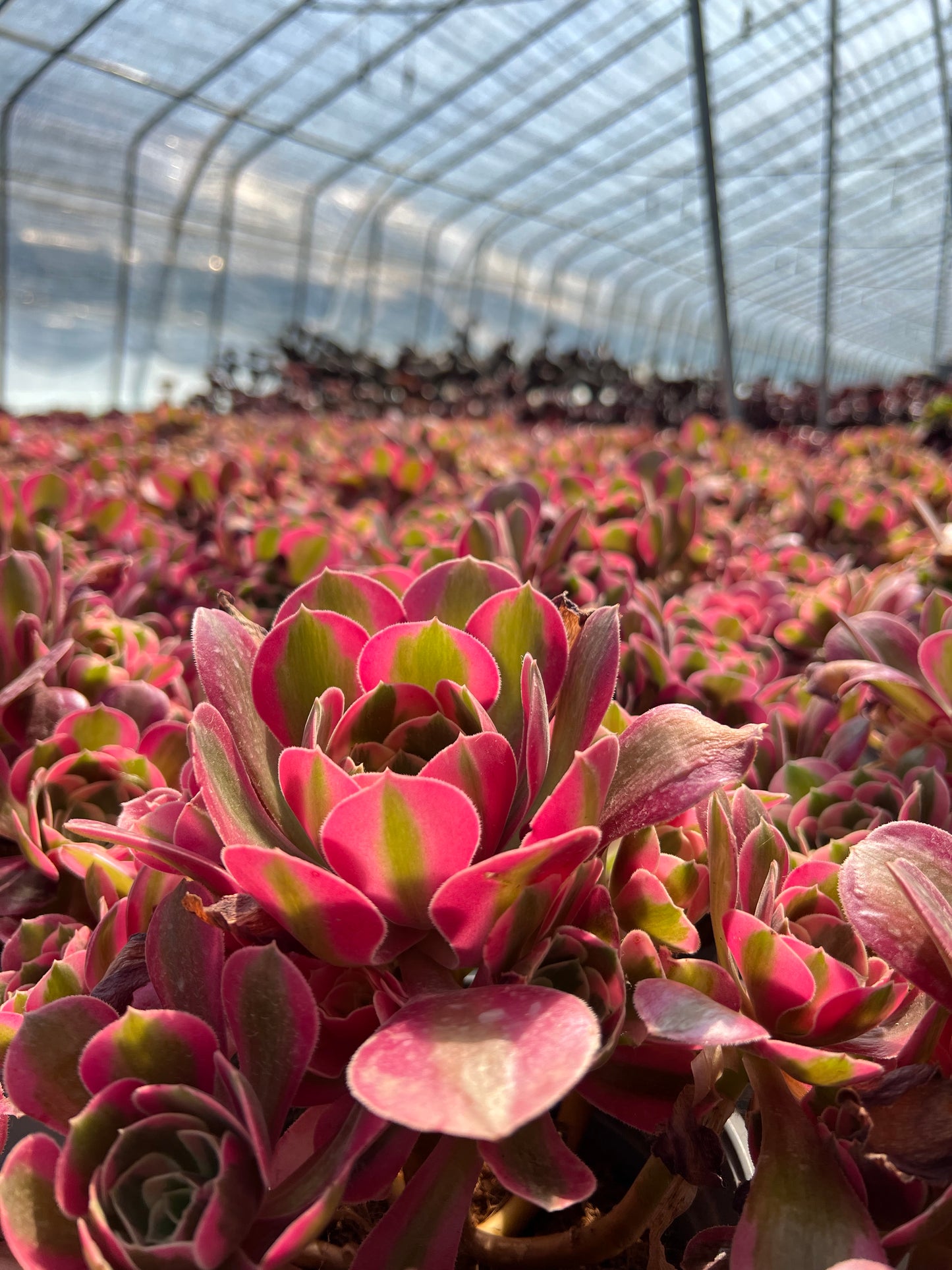 Pink Witch cluster20-30cm Old pile/ 10-20 heads/ Aeonium cluster / Variegated Natural Live Plants Succulents