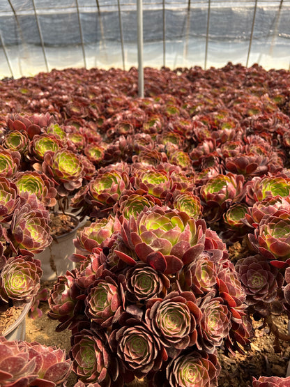 Rotflammenlilien-Cluster, 20–30 cm, alter Haufen, 5–10 Köpfe, Aeonium-Cluster, bunte natürliche lebende Pflanzen, Sukkulenten