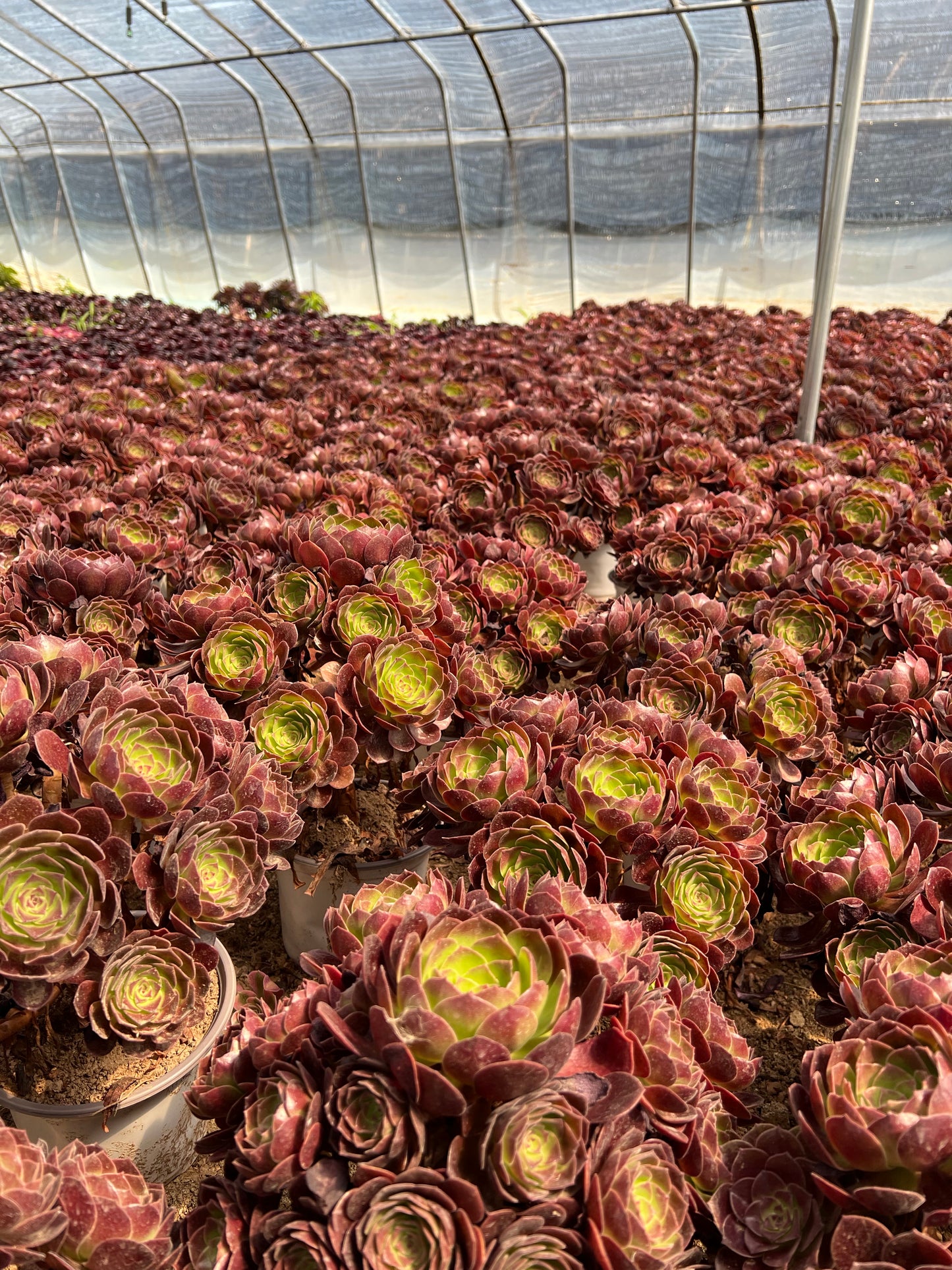 Red flame lily cluster20-30cm Old pile/ 5-10 heads/ Aeonium cluster / Variegated Natural Live Plants Succulents