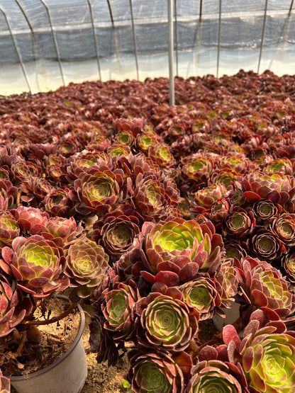 Rotflammenlilien-Cluster, 20–30 cm, alter Haufen, 5–10 Köpfe, Aeonium-Cluster, bunte natürliche lebende Pflanzen, Sukkulenten