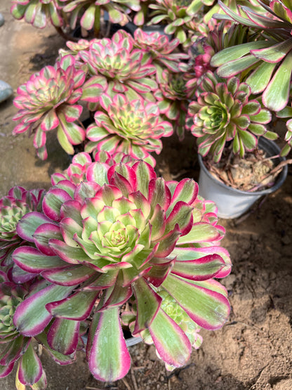 Candy Pink cluster20-30cm Old pile/ 5-10 heads/ Aeonium cluster / Variegated Natural Live Plants Succulents
