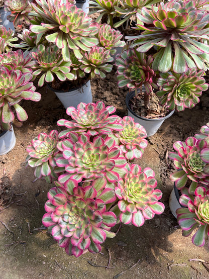 Candy Pink Cluster20-30cm Alter Haufen/ 5-10 Köpfe/ Aeonium Cluster/Bunte natürliche lebende Pflanzen Sukkulenten