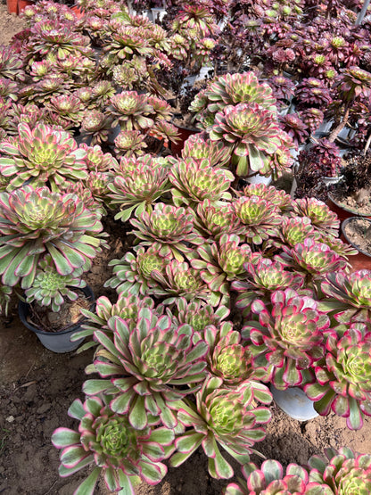 Candy Pink cluster20-30cm Old pile/ 5-10 heads/ Aeonium cluster / Variegated Natural Live Plants Succulents