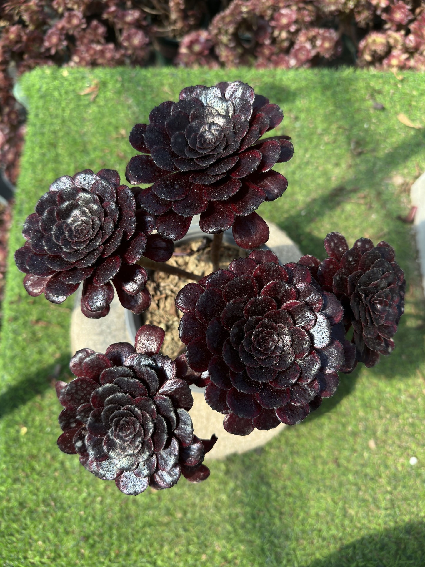 Mo Yan-Cluster, 20–30 cm, alter Haufen, 5–10 Köpfe, Aeonium-Cluster, bunte, natürliche, lebende Pflanzen, Sukkulenten