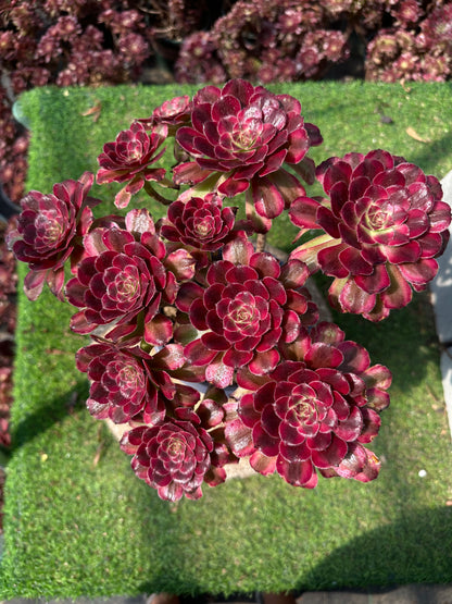 Pinky-Cluster, 20–30 cm, alter Haufen, 5–10 Köpfe, Aeonium-Cluster, bunte, natürliche, lebende Pflanzen, Sukkulenten