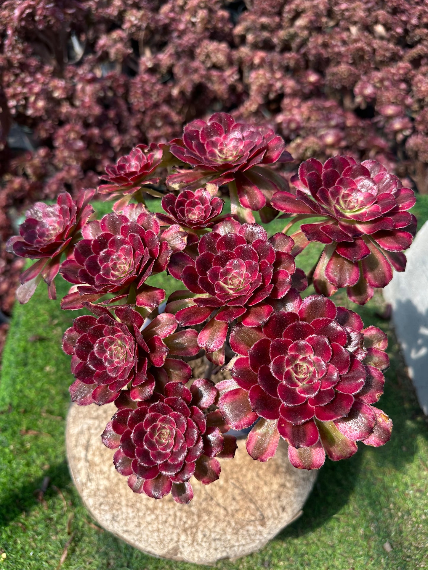 Pinky-Cluster, 20–30 cm, alter Haufen, 5–10 Köpfe, Aeonium-Cluster, bunte, natürliche, lebende Pflanzen, Sukkulenten